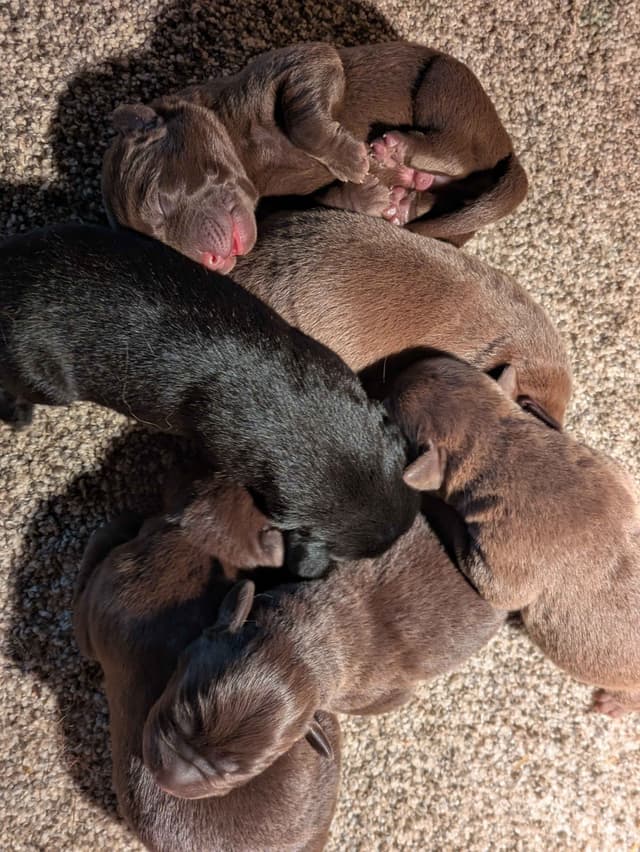 Labrador Retriever Puppies media 3
