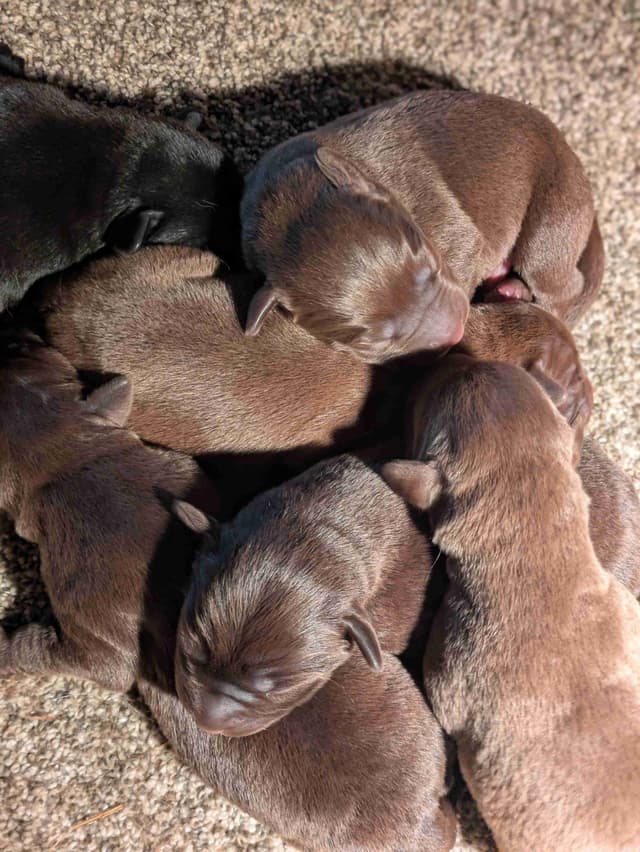 Labrador Retriever Puppies media 5