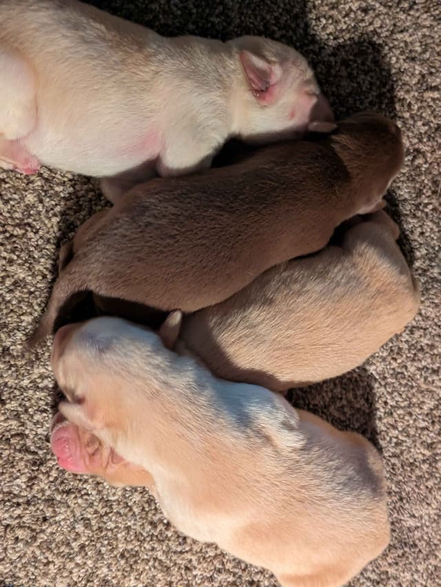 Labrador Retriever Puppies media 6