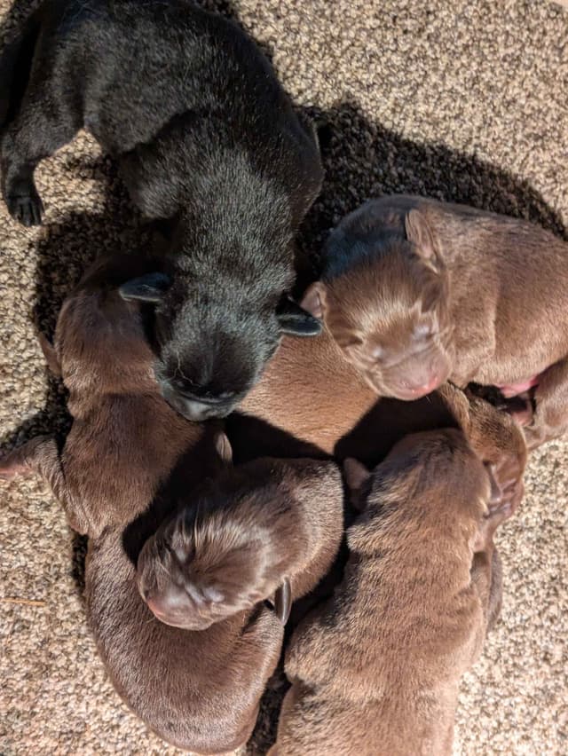 Labrador Retriever Puppies media 7