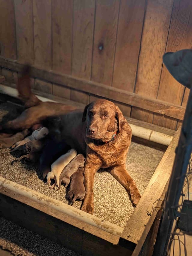 Labrador Retriever Puppies media 8