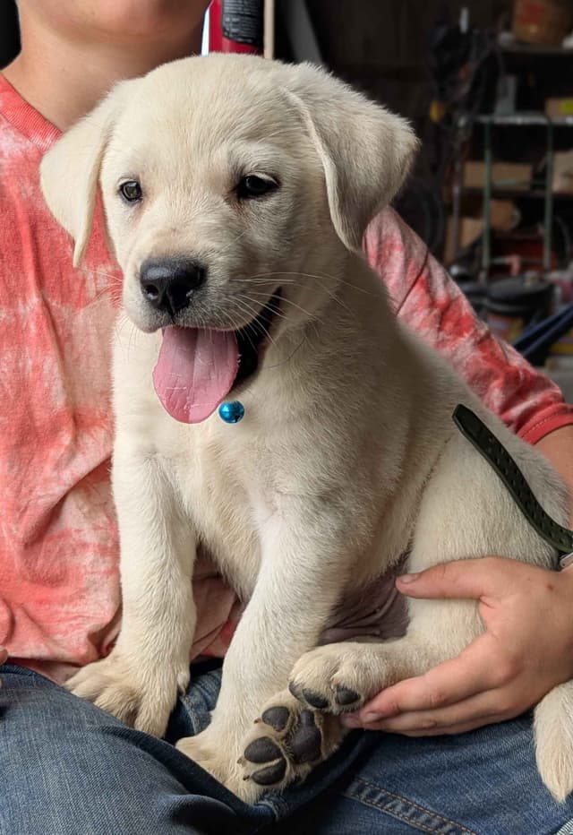 Labrador Retriever Puppies media 2