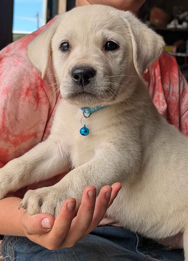 Labrador Retriever Puppies media 3