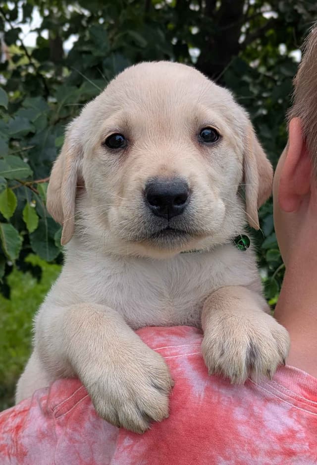 Labrador Retriever Puppies media 4