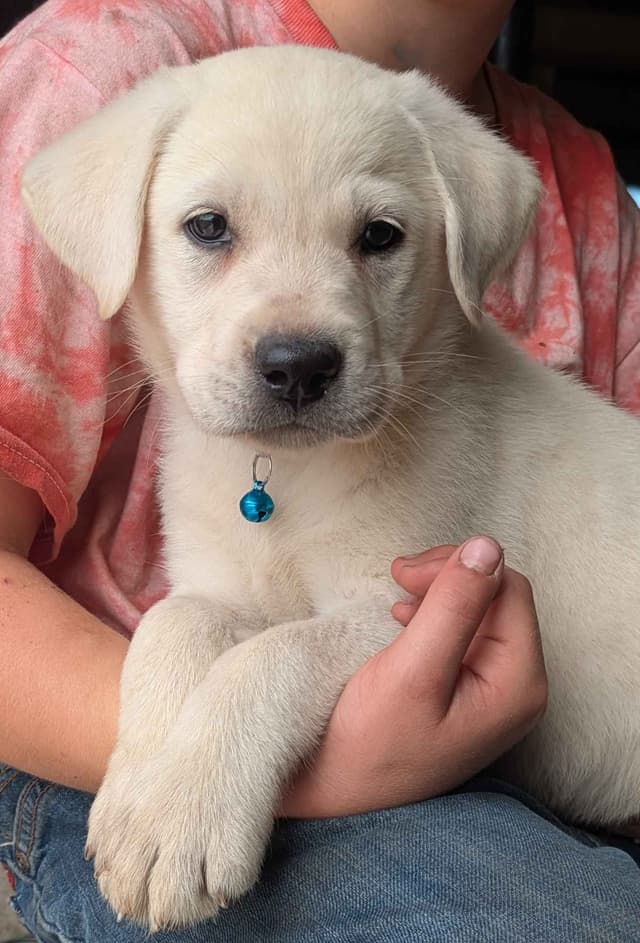 Labrador Retriever Puppies media 5