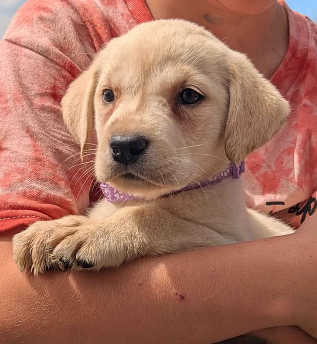 Labrador Retriever Puppies media 8