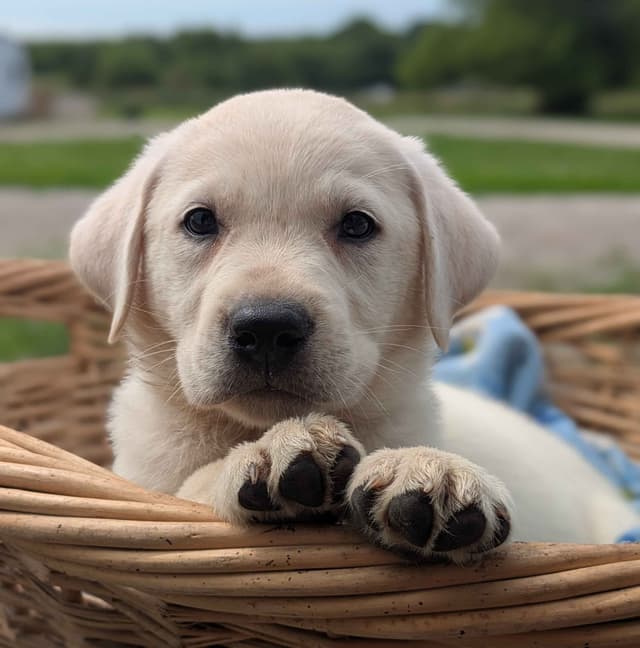 Labrador Retriever Puppies media 9