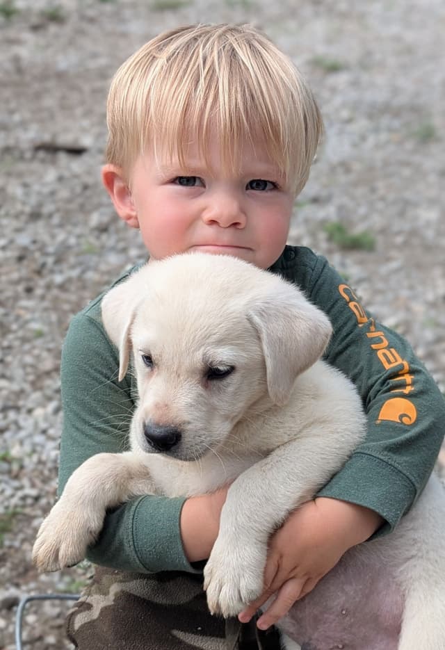 Labrador Retriever Puppies media 10