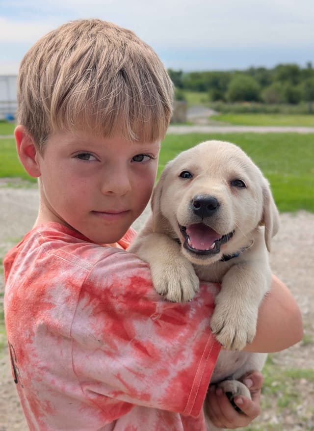 Labrador Retriever Puppies media 11