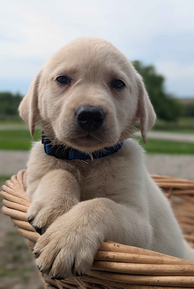 Labrador Retriever Puppies media 12