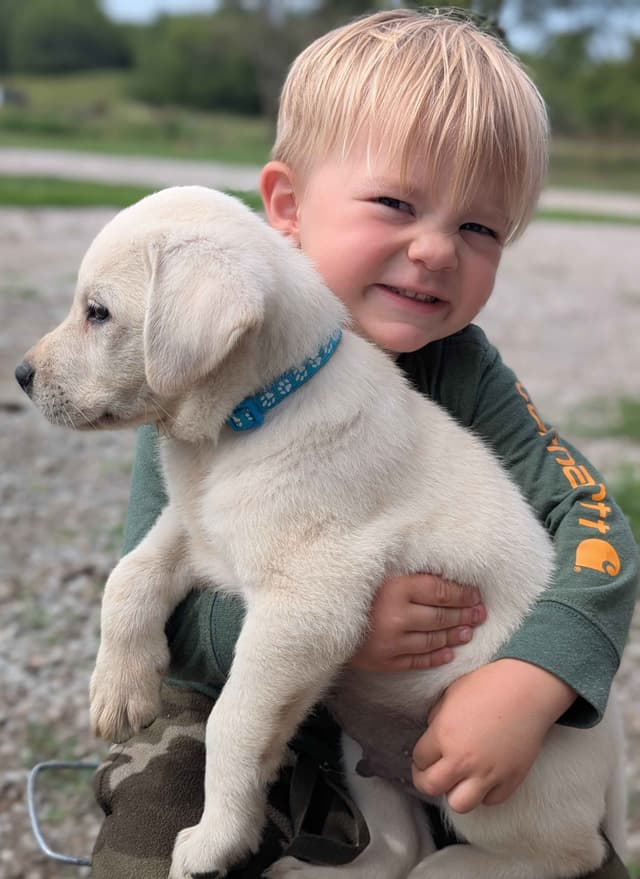 Labrador Retriever Puppies media 13