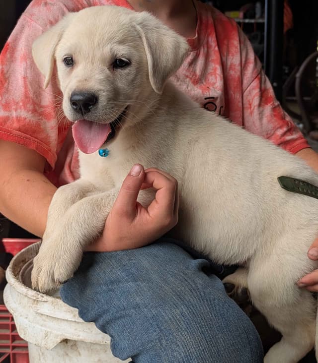 Labrador Retriever Puppies media 14