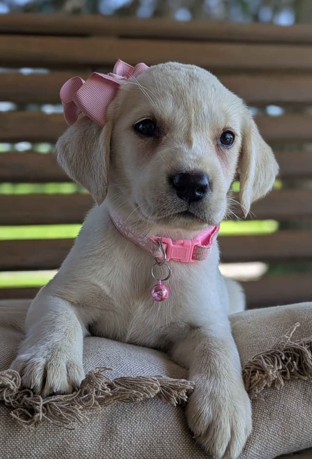Labrador Retriever Puppies media 15