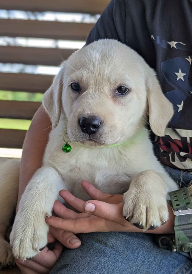 Labrador Retriever Puppies media 16