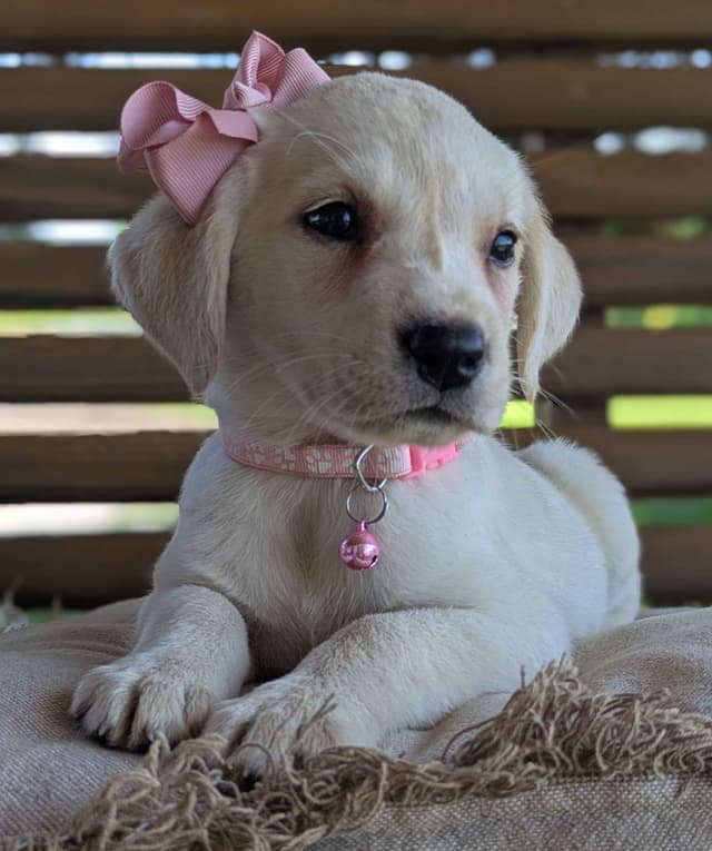 Labrador Retriever Puppies media 17