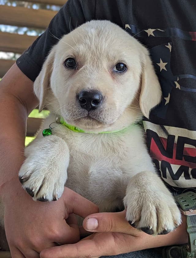 Labrador Retriever Puppies media 18