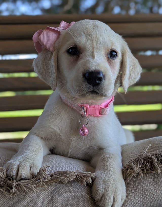 Labrador Retriever Puppies media 19