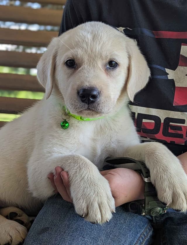 Labrador Retriever Puppies media 20