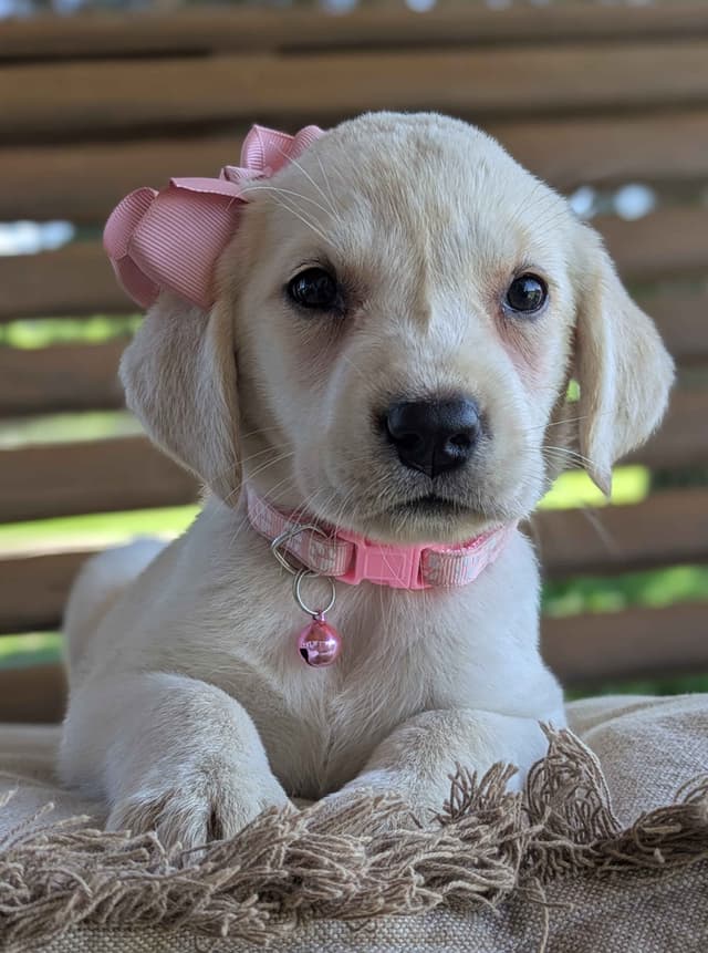 Labrador Retriever Puppies media 21