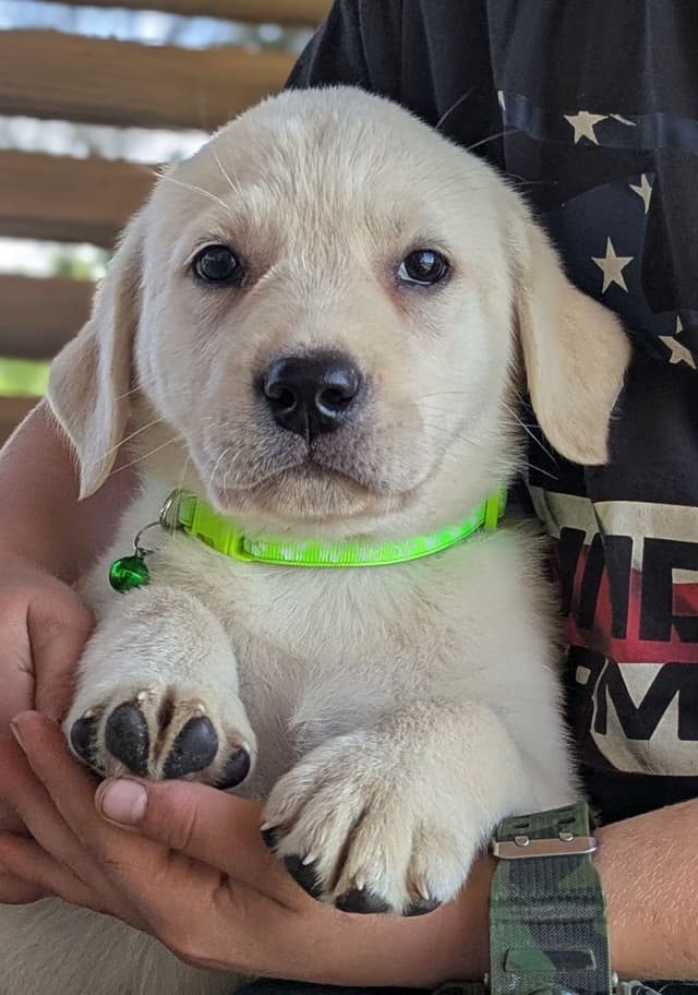 Labrador Retriever Puppies media 22