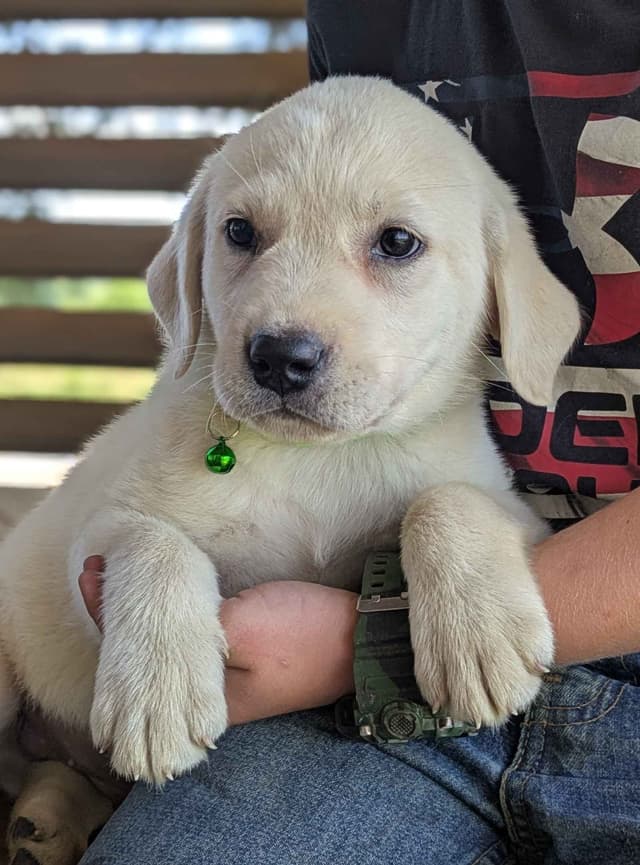 Labrador Retriever Puppies media 23
