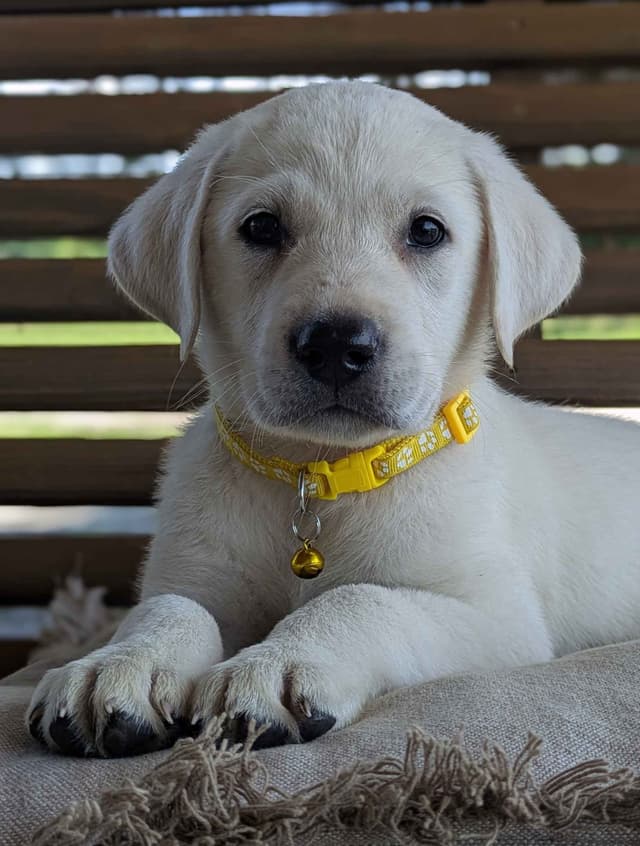 Labrador Retriever Puppies media 24