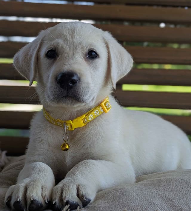 Labrador Retriever Puppies media 26