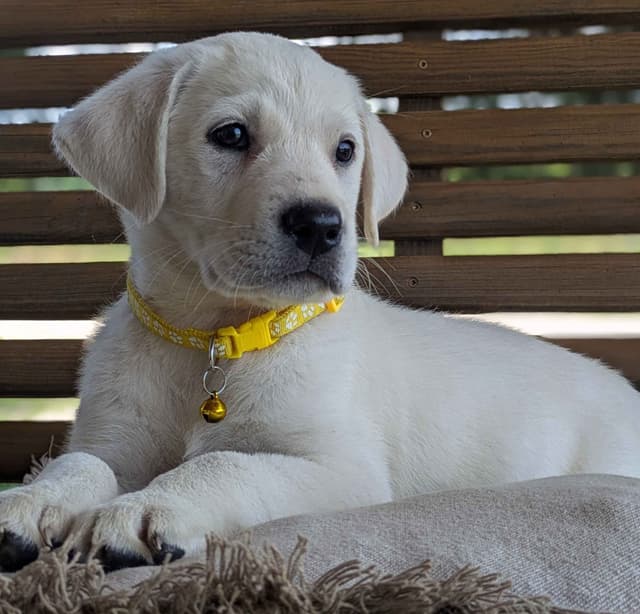 Labrador Retriever Puppies media 25