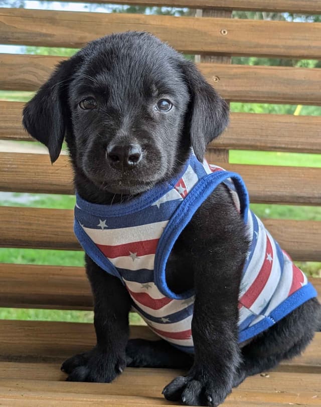 Labrador Retriever Puppies media 2