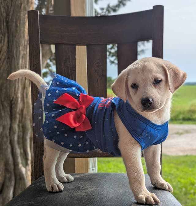 Labrador Retriever Puppies media 3