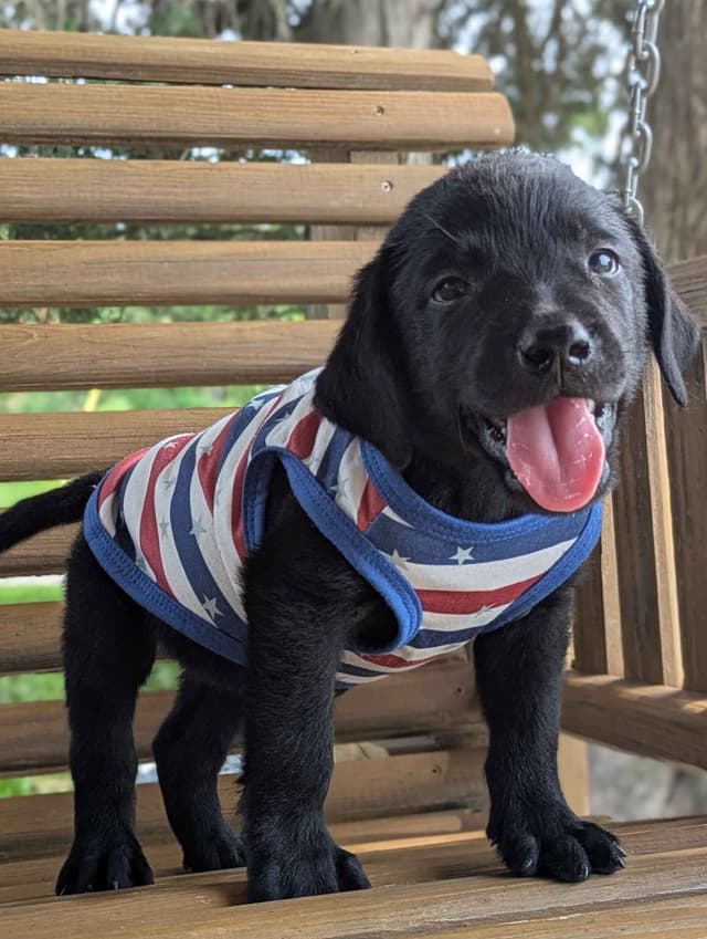 Labrador Retriever Puppies media 4