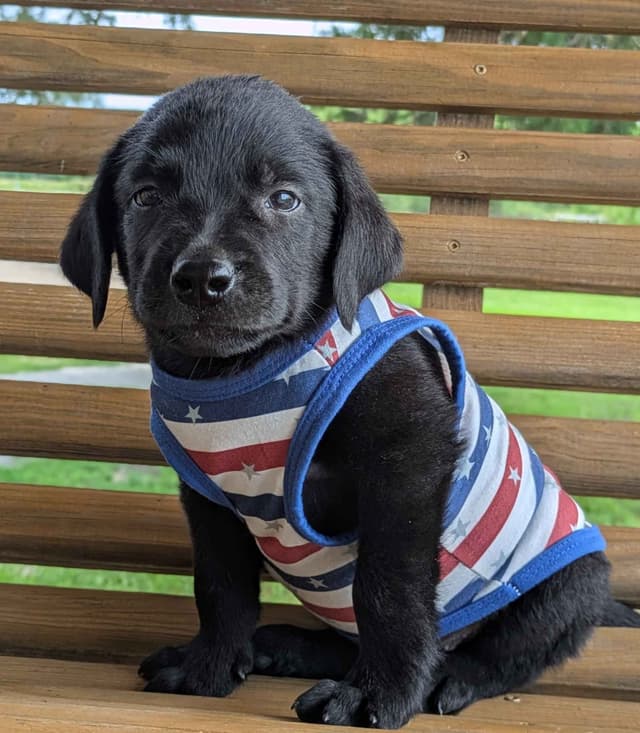 Labrador Retriever Puppies media 5