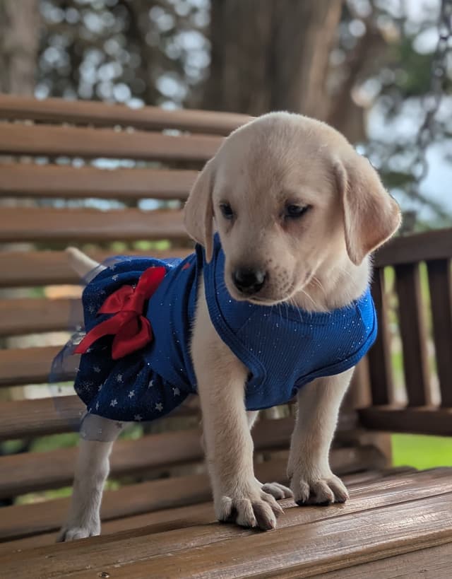 Labrador Retriever Puppies media 7