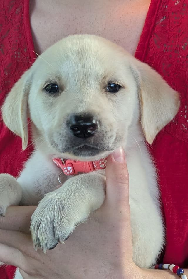 Labrador Retriever Puppies media 8