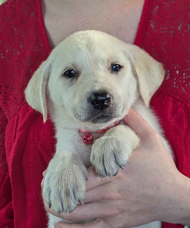 Labrador Retriever Puppies media 9
