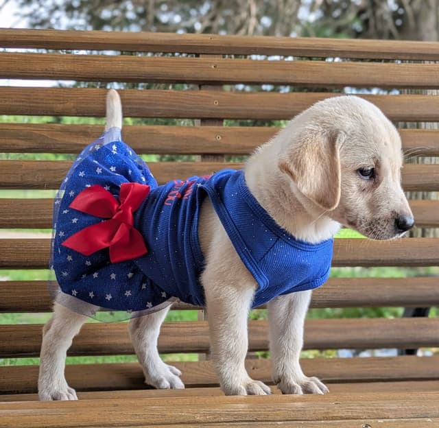 Labrador Retriever Puppies media 10