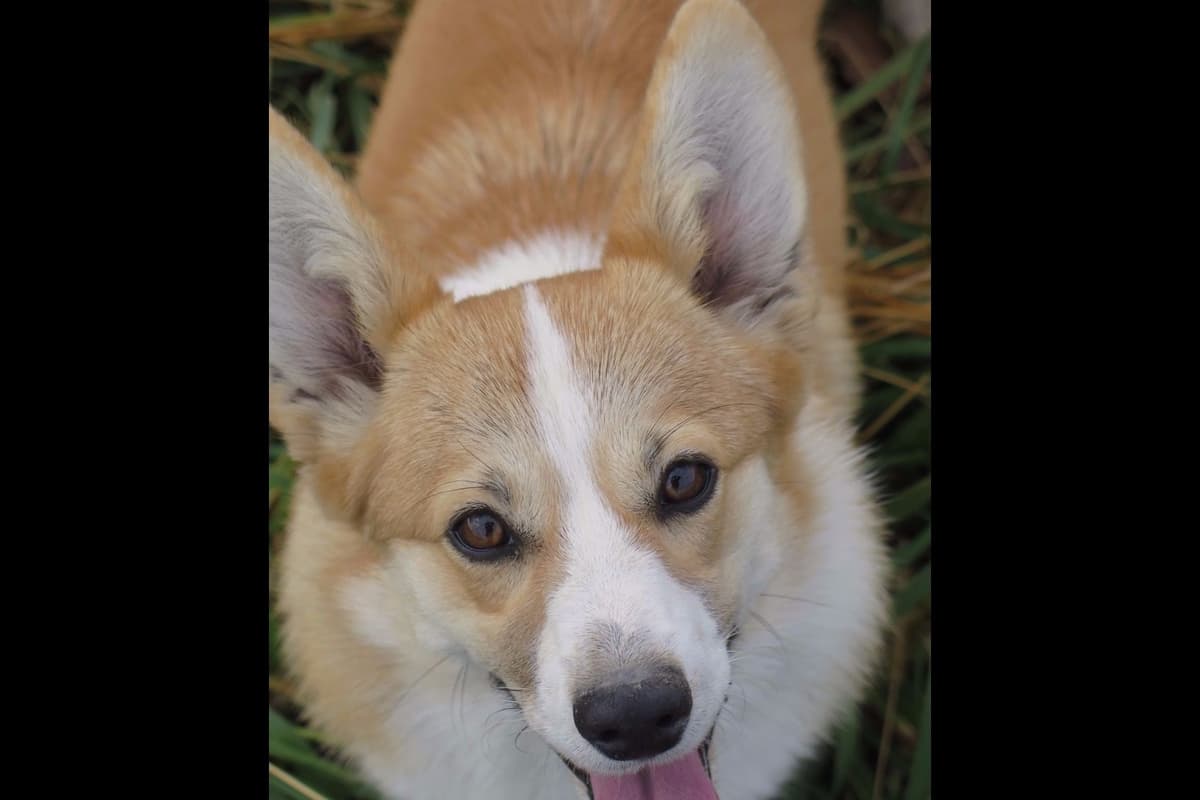 Sweet, Spunky Goldens! breeder image 2
