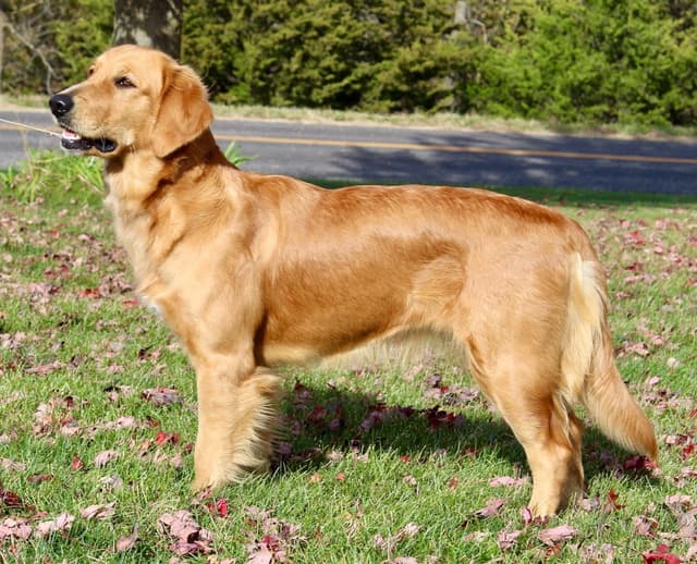 Sweet, Spunky Goldens! media 2