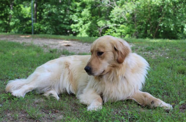 Sweet, Spunky Goldens! media 3