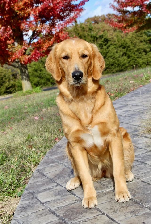 Sweet, Spunky Goldens! media 4
