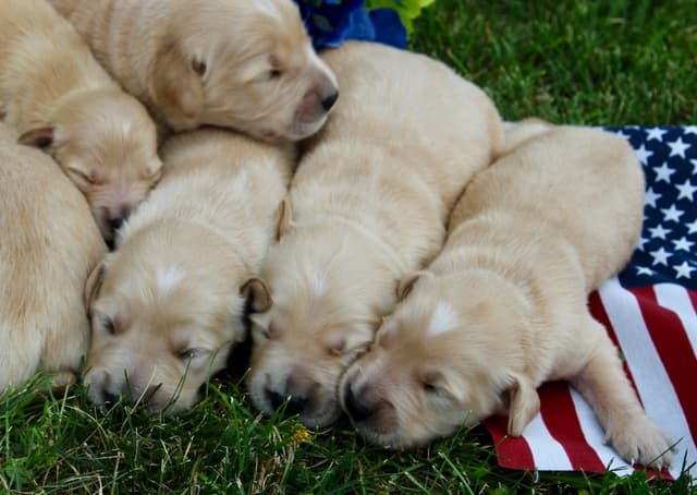 Sweet, Spunky Goldens! media 5