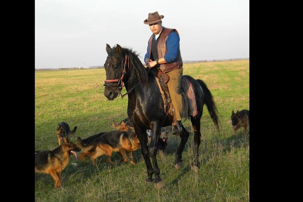 AKC German Shepherd Puppies – VA/Champion Bloodlines breeder image 3