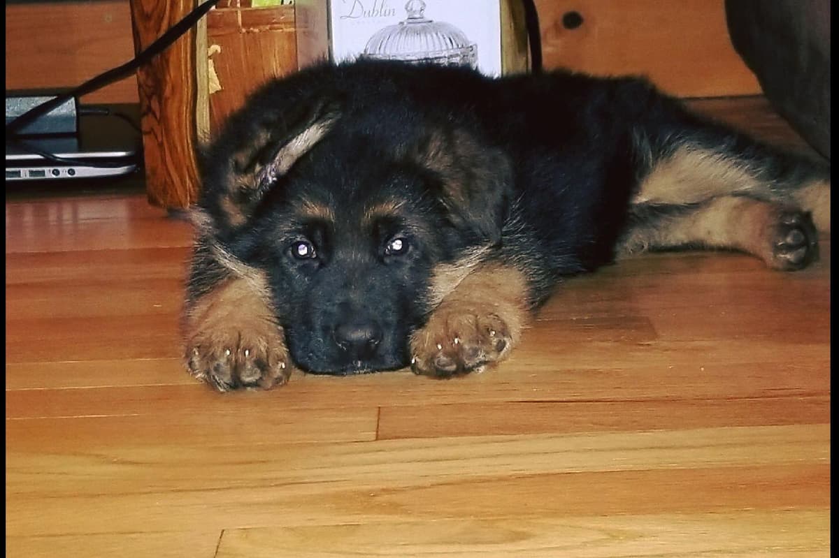 AKC German Shepherd Puppies – VA/Champion Bloodlines breeder image 4