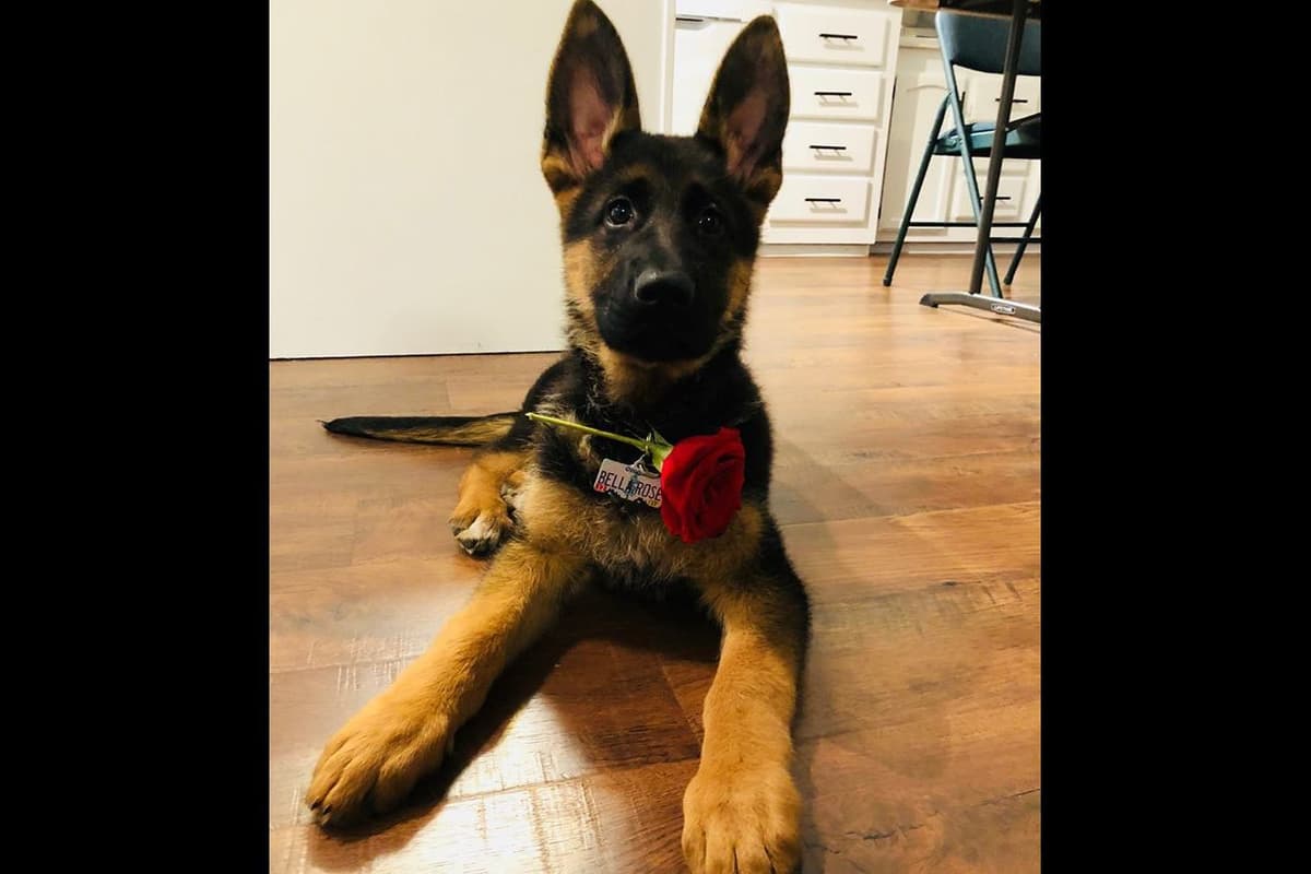 AKC German Shepherd Puppies – VA/Champion Bloodlines breeder image 5