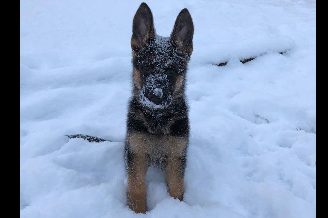 AKC German Shepherd Puppies – VA/Champion Bloodlines breeder image 6