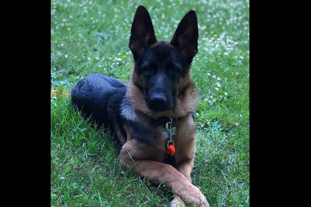 AKC German Shepherd Puppies – VA/Champion Bloodlines breeder image 7