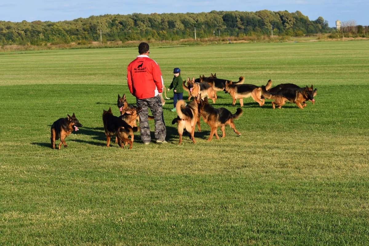AKC German Shepherd Puppies – VA/Champion Bloodlines breeder image 8