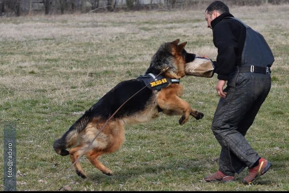 AKC German Shepherd Puppies – VA/Champion Bloodlines breeder image 9