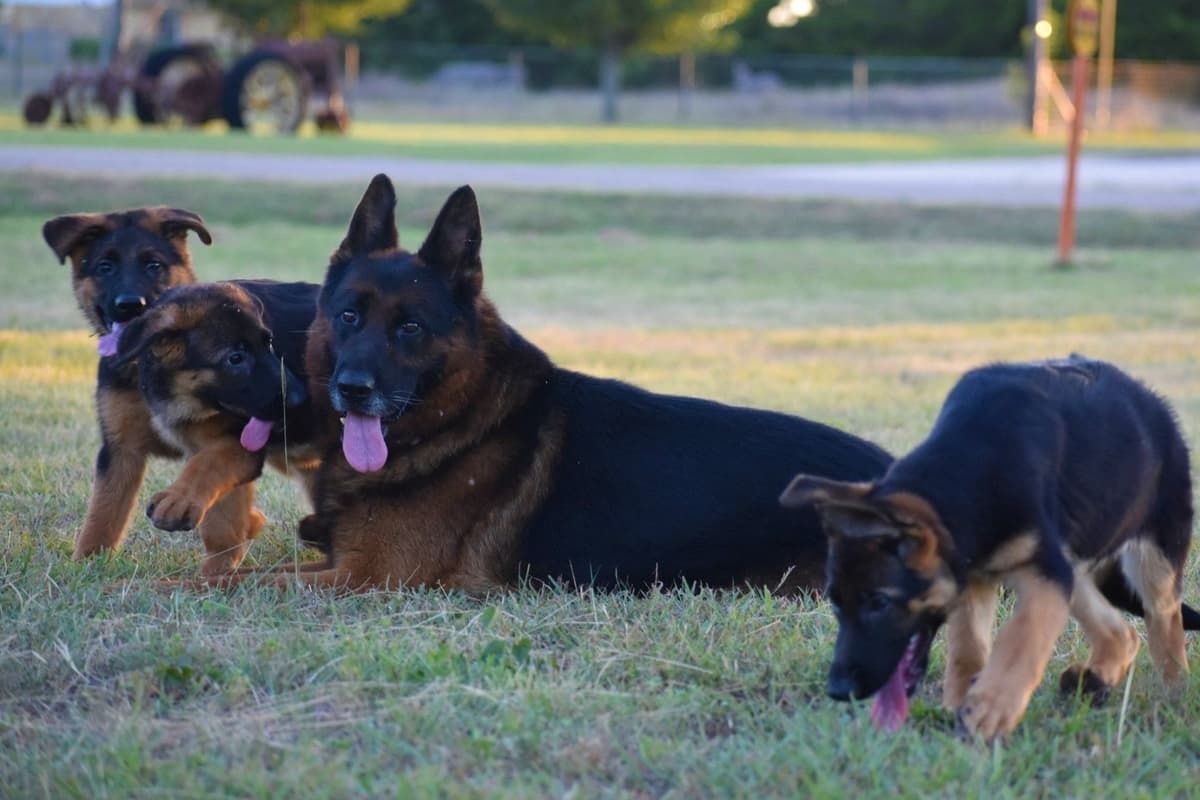 AKC German Shepherd Puppies – VA/Champion Bloodlines breeder image 12