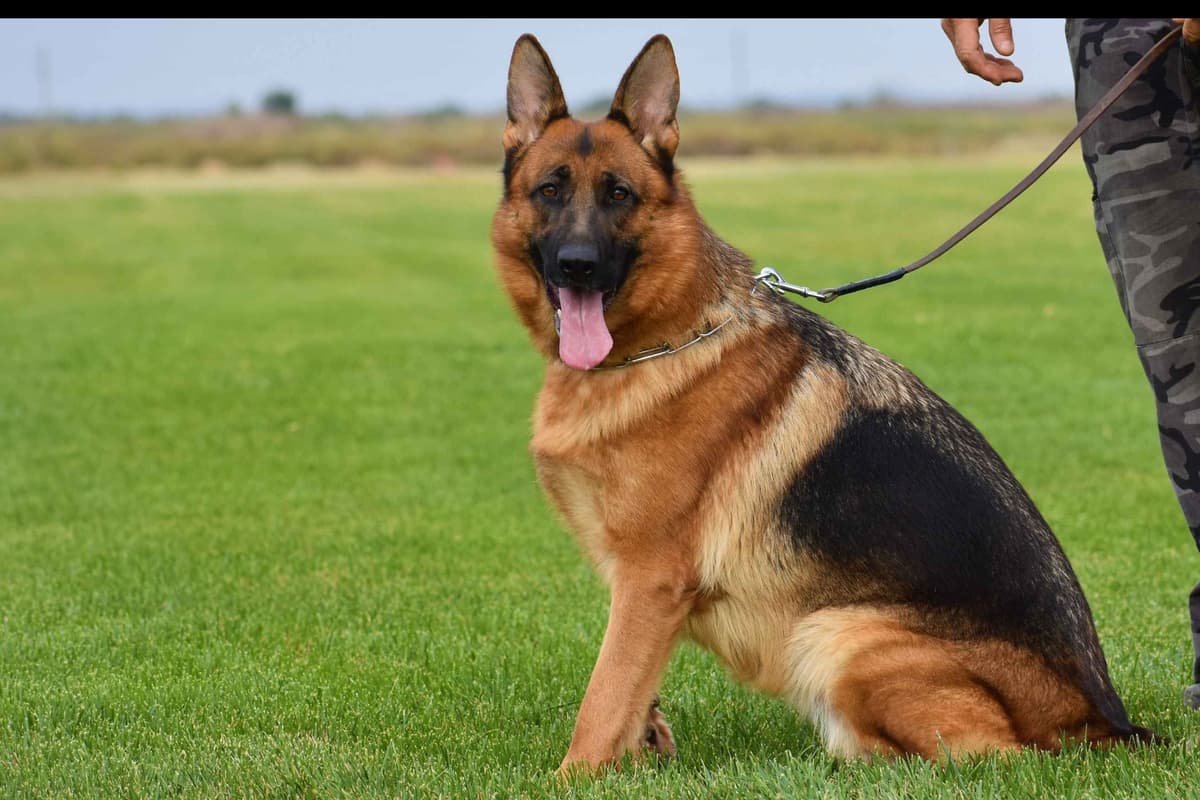 AKC German Shepherd Puppies – VA/Champion Bloodlines breeder image 13